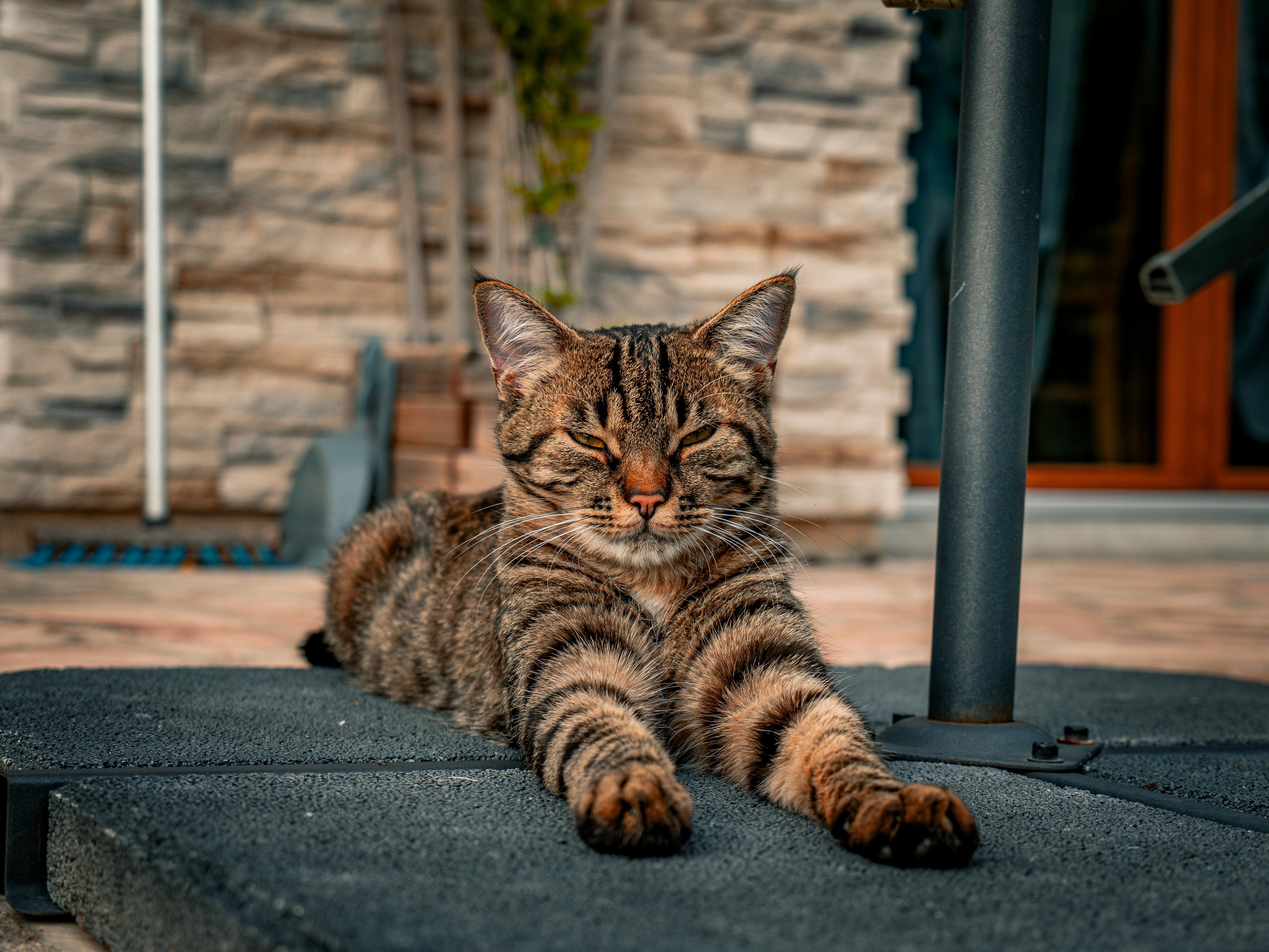For Cats
