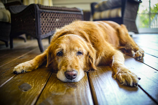 How to Tell If Your Dog Is Bored — And What to Do About It