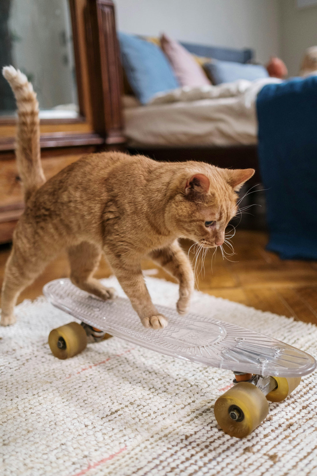 How to Keep Indoor Cats Entertained for Hours: Fun, Safe & Creative Ideas for Happy Indoor Cats