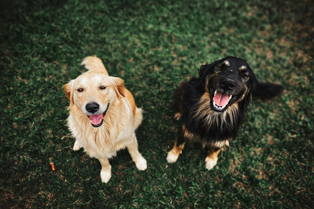 10 Must-Have Pet Products in 2025 – Viral, Affordable, and Perfect for Your Furry Friend