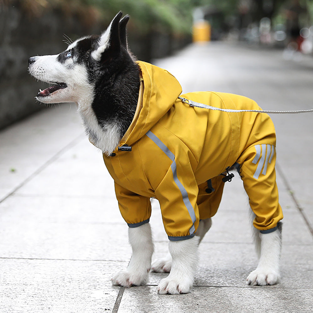 Keep Your Dog Dry and Visible in Rain