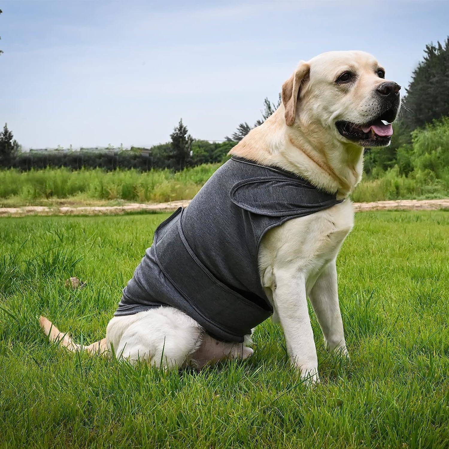Anxious Dog? Wrap Them in Instant Calm