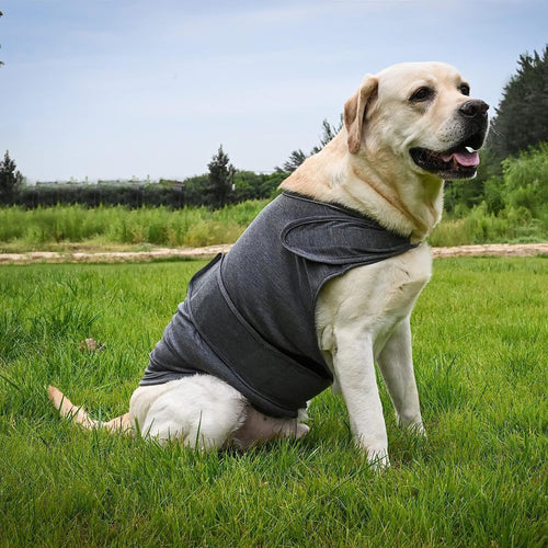Anxious Dog? Wrap Them in Instant Calm