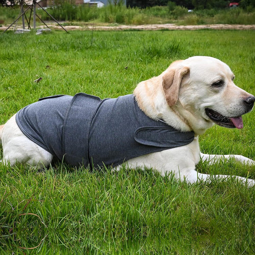 Anxious Dog? Wrap Them in Instant Calm