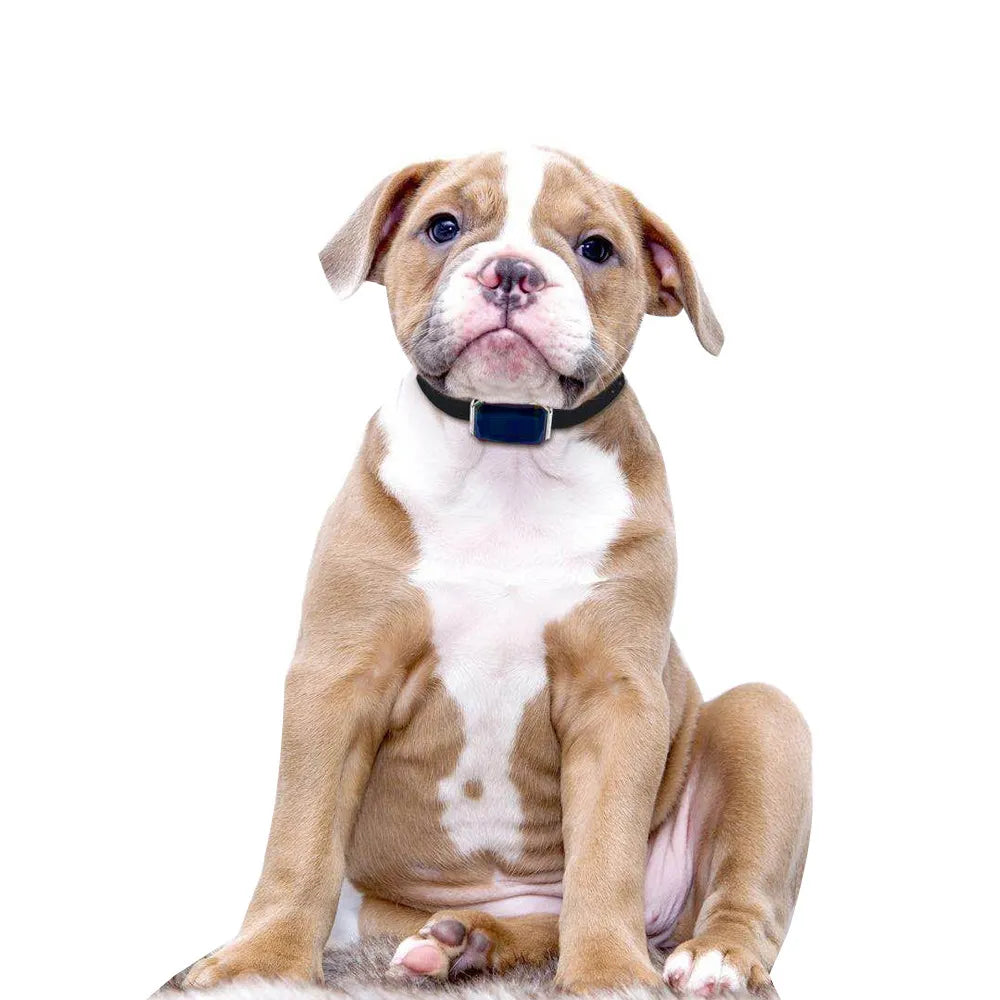 Never Lose Your Pet with This GPS Tracker