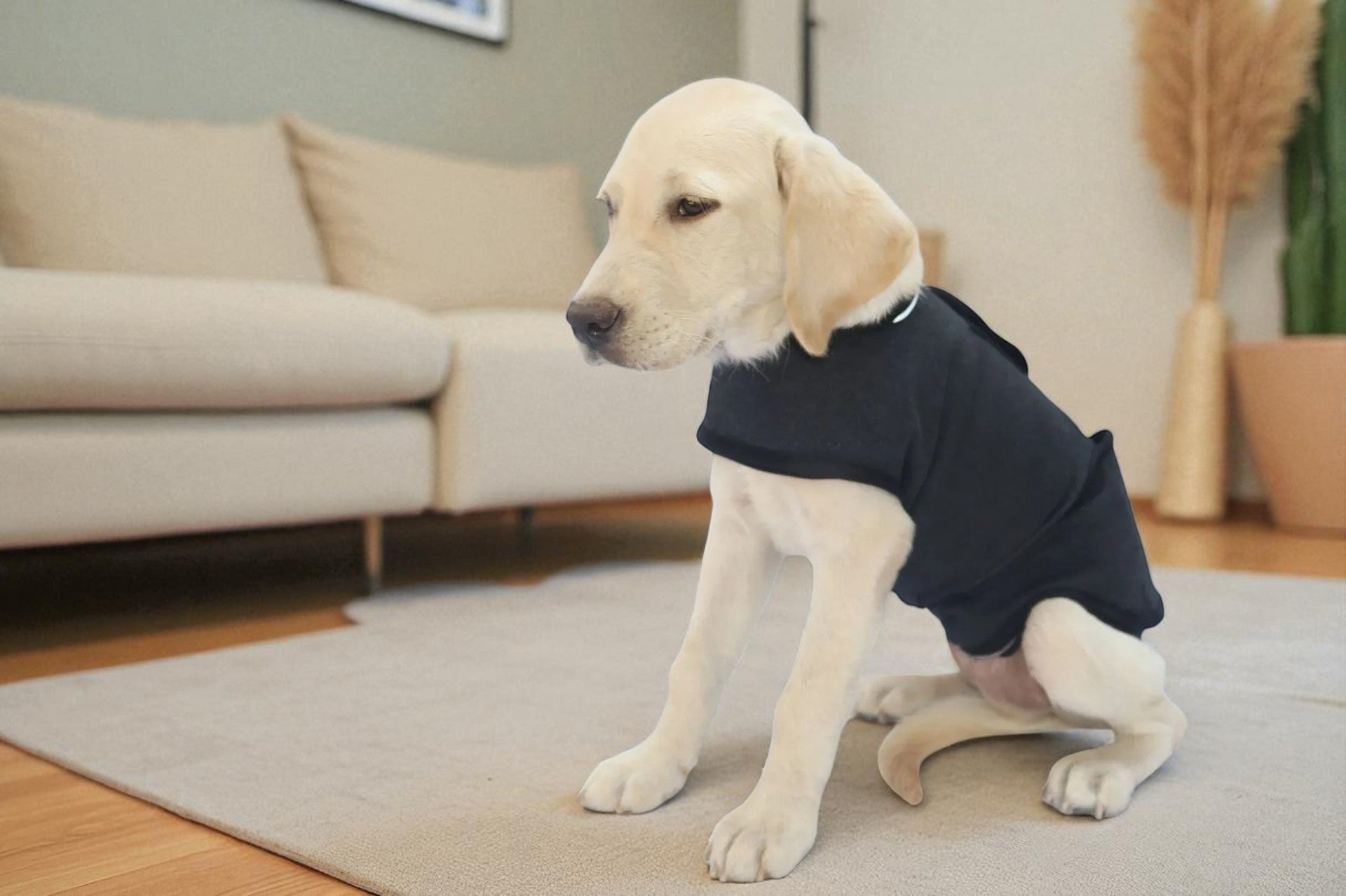 Anxious Dog? Wrap Them in Instant Calm