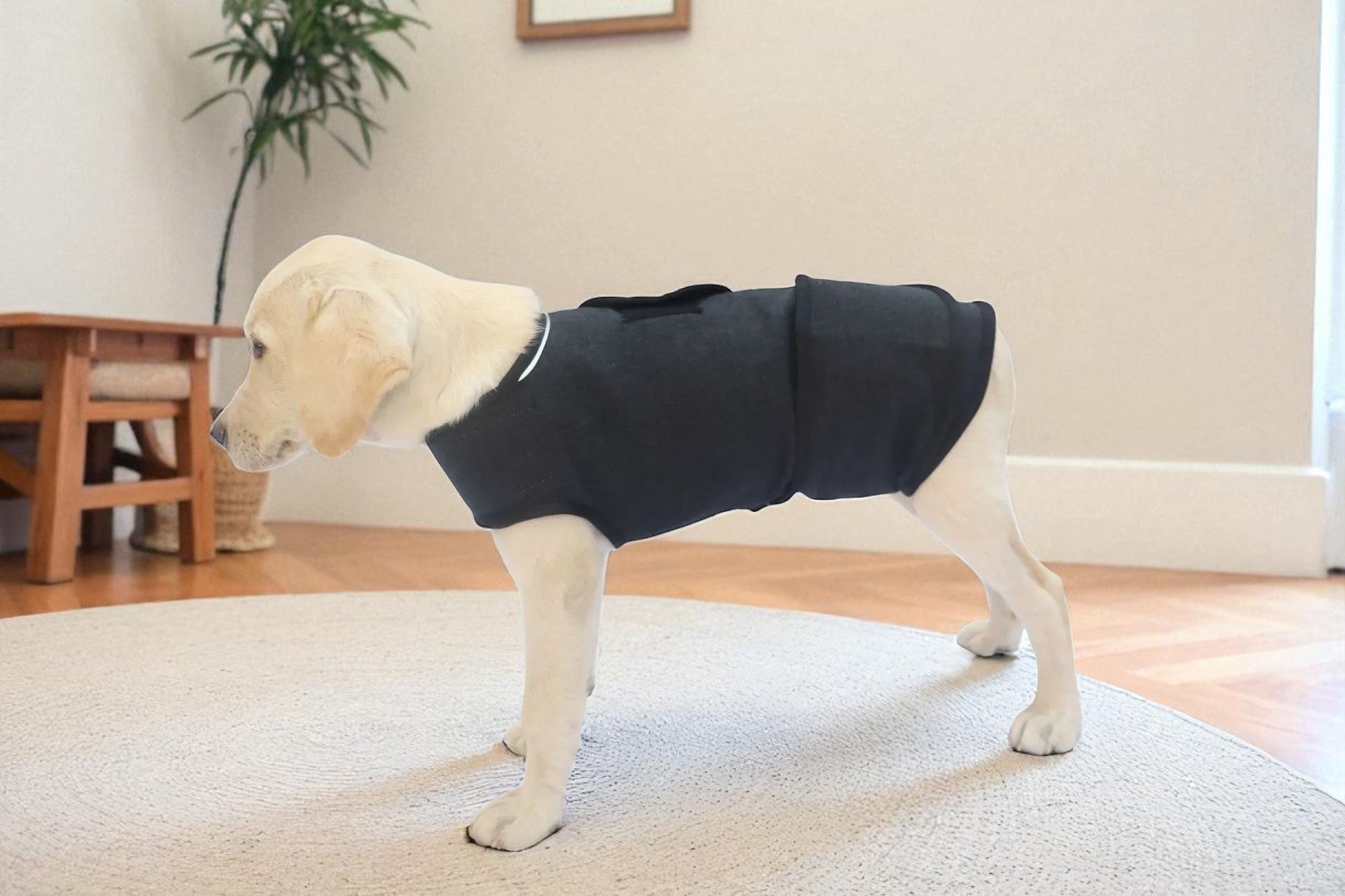 Anxious Dog? Wrap Them in Instant Calm